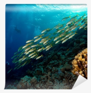 Shoaling And Schooling