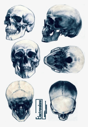 Épinglé Par Annabel Lorence Sur Art Art Art ^u^ - Anatomically Correct Skull Tattoo