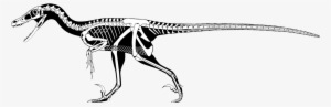 The Difference Between Dromaeosaurus And Velociraptor - Velociraptor Skeleton Scott Hartman