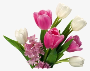 Tulip Flower Png Images Free Gallery - Transparent Background Bunch Of Flowers Png