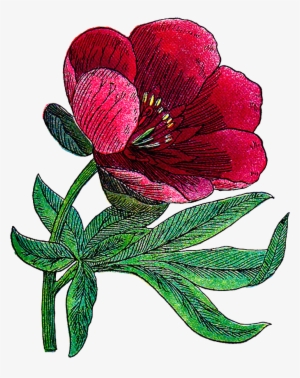 Peony Drawing Illustrated - Flower Vintage Artclip