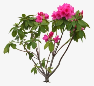 Bougainvillea Drawing Stem - Flowers Images Hd Psd