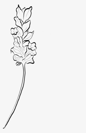 Lavender Flower - Line Art