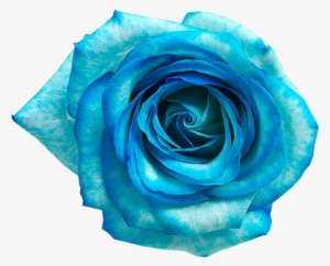 Rosas Diversas Png - Imagenes De Flores Azules En Png