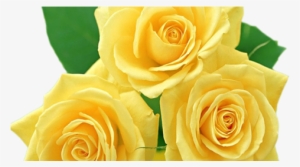 Rosas Amarelas Png - Yellow Roses Images Png