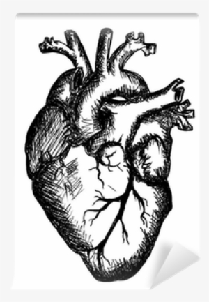 Clip Free Heart On White Background - Black And White Human Heart