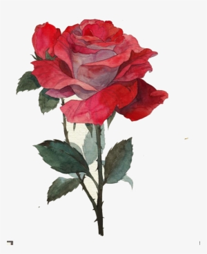 Rose Thorns Png - Rose With Thorns Png