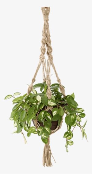 Magical Thinking Hand - Transparent Hanging Basket Png