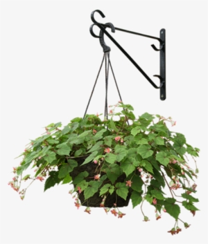 Photoshop Elements, Indoor Plants, Hanging Plants, - Hanging Basket Flowers Transparent