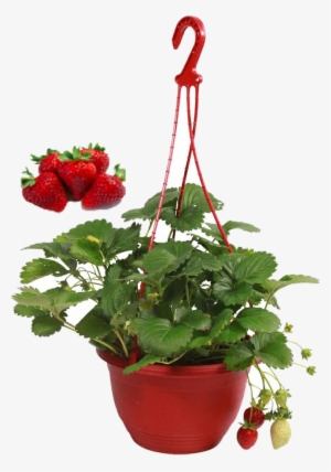 Free Strawberry Plant Png - Strawberry Hanging Baskets