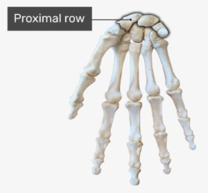 Proximal Row Bone - Carpal Bones