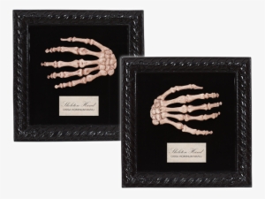 18155-lg - Seasons Usa Inc. Lab Specimen Skeleton Hand