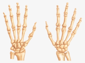 Clipart Resolution 1116*809 - Bones Of The Hand