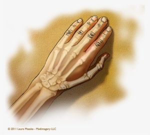 Medical Illustrations Laura Maaske Medical Illustrator - Ligament