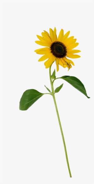Sunflower Single Stock Copy - Portable Network Graphics