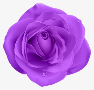 Rose Purple Transparent Png Clip Art
