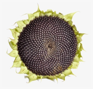 Sunflower With Black Seeds - Sunflower Seed