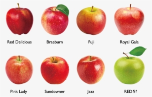 Different Varieties Of Apples - Arôme Pomme 50 G Decora