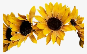 15 Sunflowers Png Flower Crown For Free Download On - Sunflower Flower Crown Png