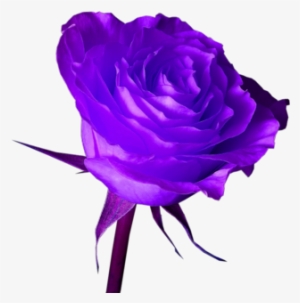 Flower Purple Rose Png - Purple Roses Hd Wallpapers Download