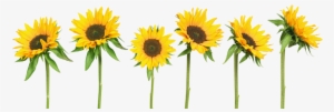 I Can Be Good I Can Be True Tumblr Transparent Sunflowers