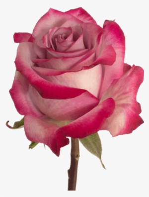 Deep Purple Rose Flower Guy - Purple Rose