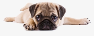 Pug Png Free Download - Puppy Pug