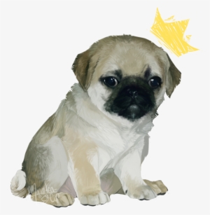 Pug Prince - Dog