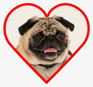 Pug British Bulldog French Bulldog - Pug In A Heart