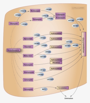 Benzodiazepine Pathway, Pharmacokinetics Diagram - Benzodiazepine Metabolism Chart
