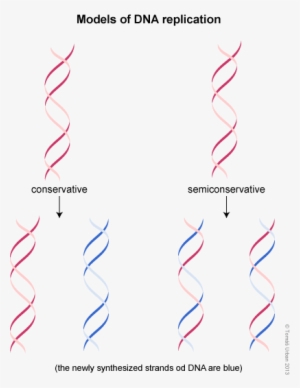 The - Dna Semi Conservative Replication Simple