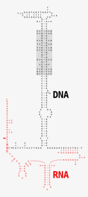 The Hypervariable Domain In The Dna Sequence Is Shaded - Colorfulness