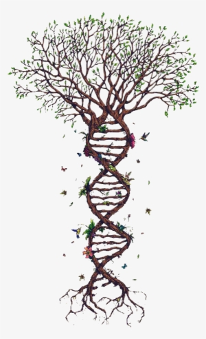 Png Images, Pngs, Dna, Dna Strand, Forensics, (id 36968) - Arbol Adn