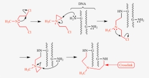 Mechanism By Which Mechlorethamine Forms A Crosslink - Mechanism Of Action Of Chlormethine