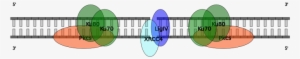 Dna Strand Ligated By Ligase Iv/xrcc4 In Homo Sapiens - Circle