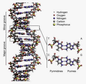 Base Pairing Across The Two Strands Of Dna - Structure Of Dna