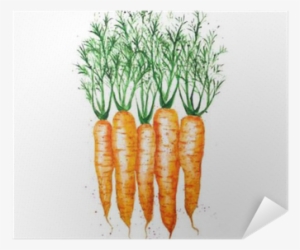 Vector Watercolor Carrots, Isolated On White Background - Carrots Watercolor