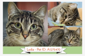 Lydia A1275470 - Tabby Cat