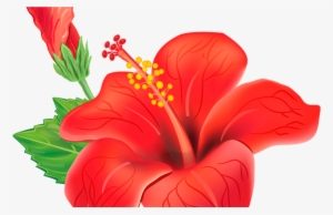 Red Exotic Flower Png Clipart Picture Moana Pinterest - Gumamela Flower Clip Art