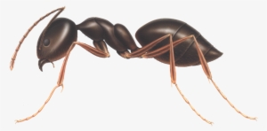 Ant Png - Ant Transparent Gifs