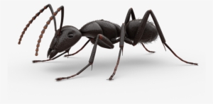 Ant Png - Imagem De Uma Formiga