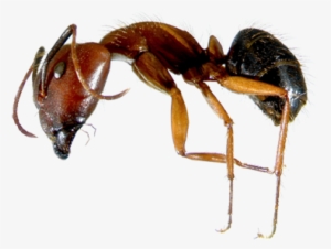 Learn About Florida Carpenter Ants - Florida Carpenter Ants