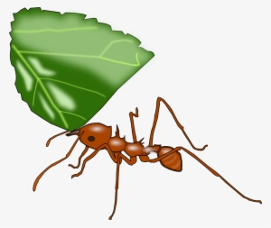 How To Set Use Atta Ant Clipart