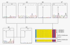 De La Variación En La Base Nucleotídica, Comparando - Nucleotide