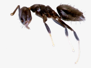 Learn About White Footed Ants - White Footed Ants
