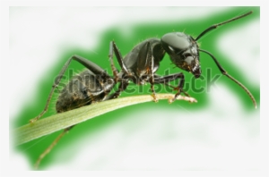 Ant - Real Life Cute Ant