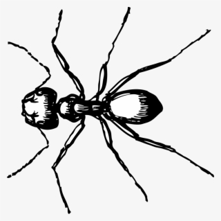 How To Set Use Carpenter Ant Svg Vector