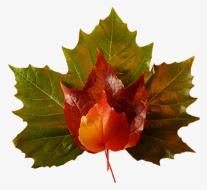 Fall Leaves Green Red Yellow - Leaf Red And Green Png