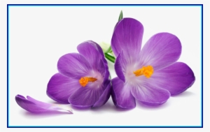 Purple Flowers Free Png Image - Purple Flower White Background