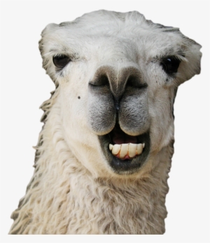 kisses vector freeuse - funny llama